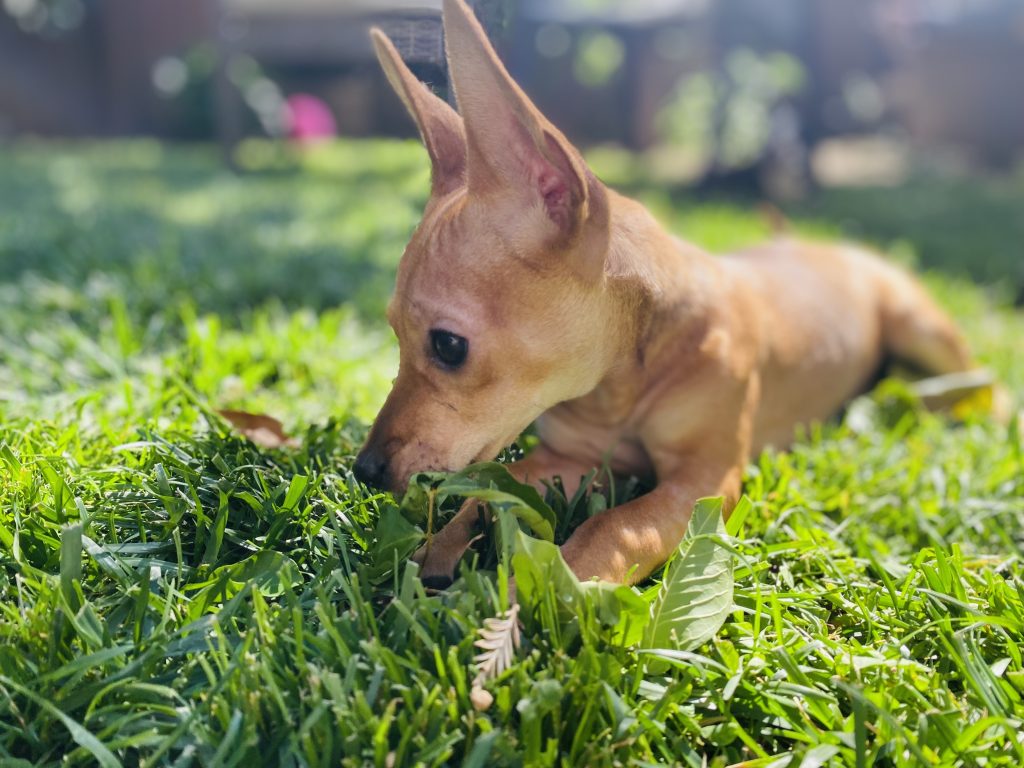 Bambi
