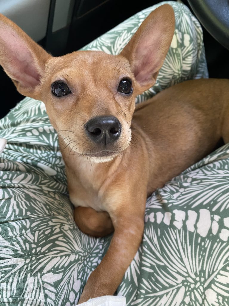 Bambi