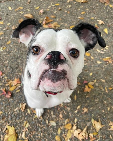 Bruno photo