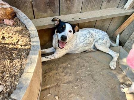 Stella photo 4