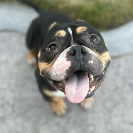Pumba photo