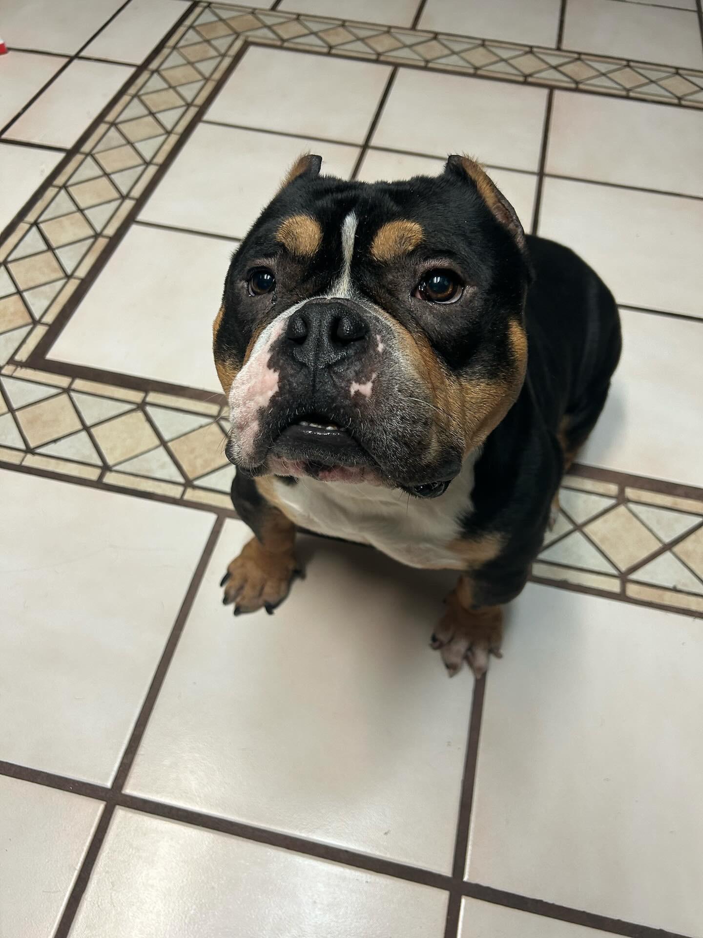 Pumba photo 5